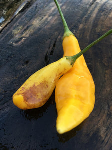 Challuaruro Yellow (Pepper Seeds)