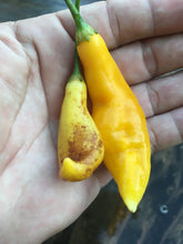 Load image into Gallery viewer, Challuaruro Yellow (Pepper Seeds)