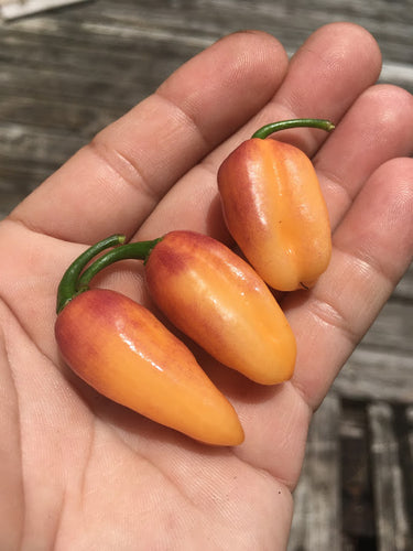 Clavo/Klavo Peach (Peppoer Seeds)