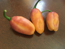 Load image into Gallery viewer, Clavo/Klavo Peach (Peppoer Seeds)