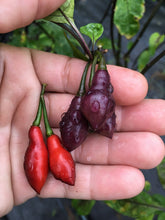 Load image into Gallery viewer, Cabaca Roxa (Pepper Seeds)