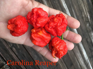 Fresh Carolina Reaper Peppers (SFRB)