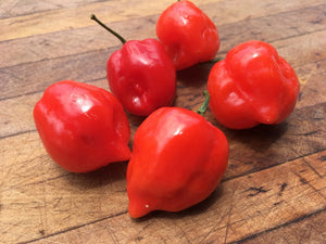 Habanero Caribbean Red (Pepper Seeds)