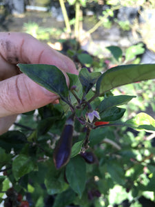 Cabaca Roxa (Pepper Seeds)