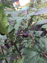 Load image into Gallery viewer, Cabaca Roxa (Pepper Seeds)