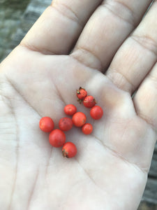 Chiltepin Sonoran (Pepper Seeds)