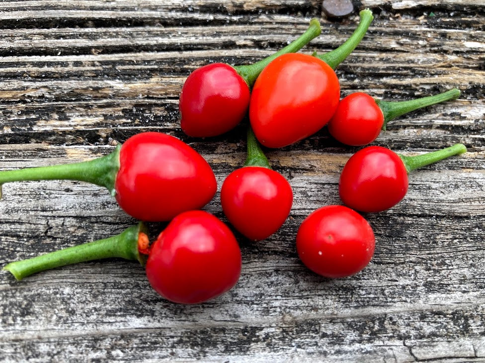 Chiltepin Red (Pepper Seeds)