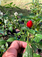 Load image into Gallery viewer, Chiltepin Red (Pepper Seeds)