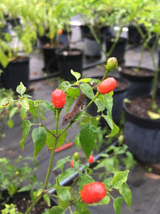 Chacoense CAP (Pepper Seeds)