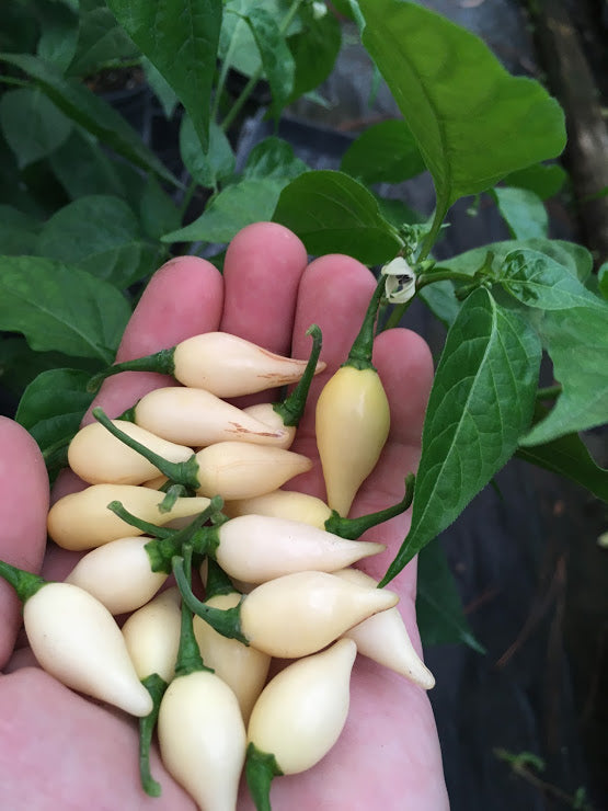 Chupetinho White (Pepper Seeds)