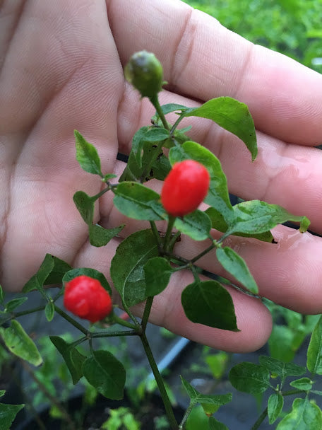 Chacoense CAP (Pepper Seeds)