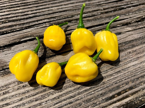 Trinidad Beans Yellow (Pepper Seeds)