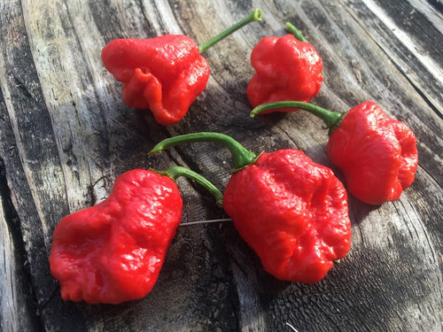 Dragons Breath (Pepper Seeds)