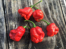 Load image into Gallery viewer, Dragons Breath (Pepper Seeds)