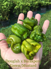 Load image into Gallery viewer, Douglah x Barakpere (Green/Mustard)(Pepper Seeds)