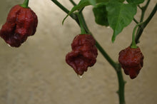 Load image into Gallery viewer, 7 Pot Douglah Chocolate (Pepper Seeds)