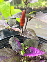 Load image into Gallery viewer, DreamCatcher Dwarf (Pepper Seeds)