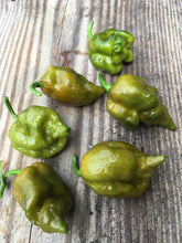 Load image into Gallery viewer, 7 Pot Douglah Mustard (Pepper Seeds)