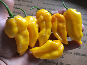 Dorset Naga Orange (Pepper Seeds)