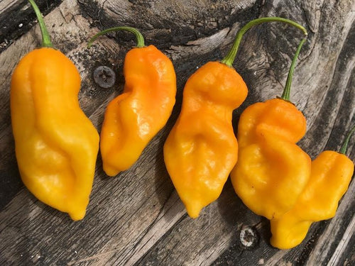 Dorset Naga Orange (Pepper Seeds)