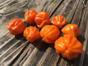 Aji Dulce Orange (Pepper Seeds)