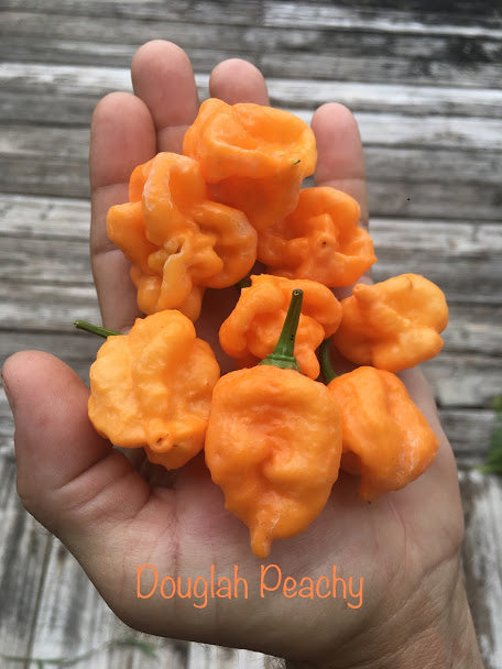 7 Pot Douglah Peachy (Pepper Seeds)