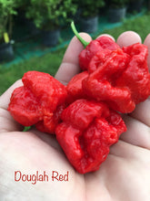 Load image into Gallery viewer, 7 Pot Douglah Red (Pepper Seeds)