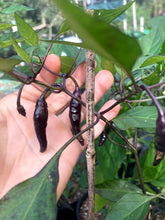 Load image into Gallery viewer, Dark Rios De Lavas (Pepper Seeds)