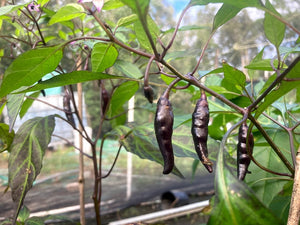 Dark Rios De Lavas (Pepper Seeds)