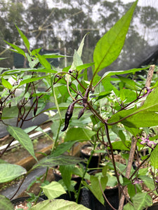 Dark Rios De Lavas (Pepper Seeds)