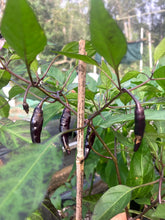 Load image into Gallery viewer, Dark Rios De Lavas (Pepper Seeds)