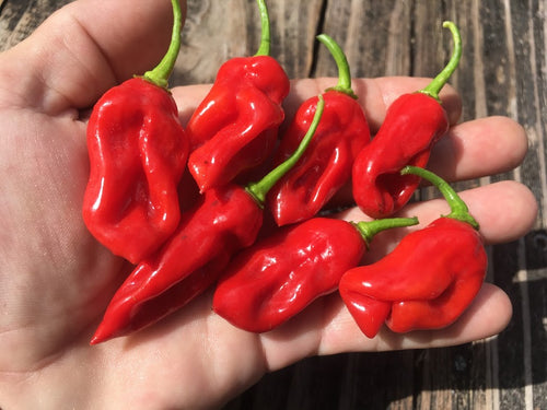 Datil Sweet (Pepper Seeds)