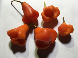 Aji Dulce Sol (Pepper Seeds)