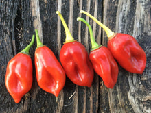 Load image into Gallery viewer, Datil Sweet (Pepper Seeds)