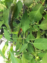 Load image into Gallery viewer, Dark Thai (White Purple Rimmed Flower)(Pepper Seeds)