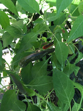 Load image into Gallery viewer, Dark Thai (White Purple Rimmed Flower)(Pepper Seeds)