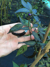 Load image into Gallery viewer, Dark Thai (Italia) (Pepper Seeds)