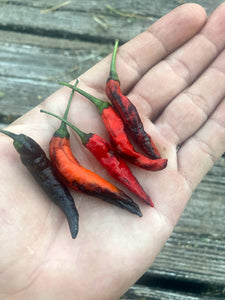 Dark Thai (Italia) (Pepper Seeds)
