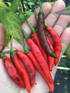 Dark Thai (Italia) (Pepper Seeds)