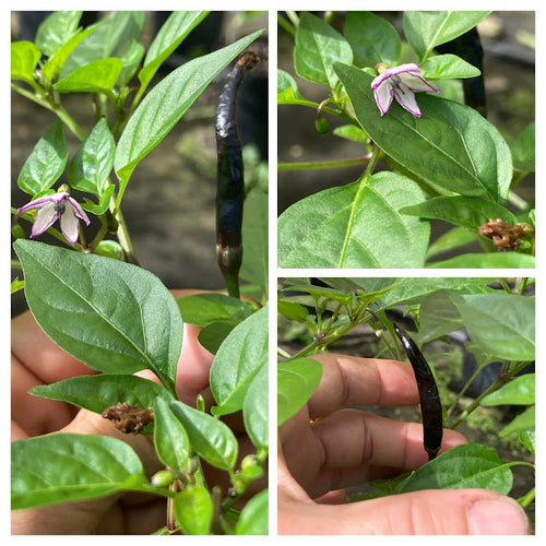 Black Thai Orchid Cafe (Pepper Seeds)