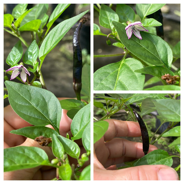 black orchid flower seeds Black Thai Orchid Cafe (Pepper Seeds) – Towns-End Chili & Spice