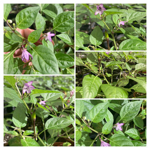 Black Thai Orchid Cafe (Pepper Seeds)