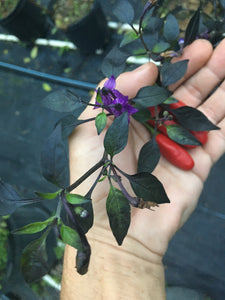 Dark Thai Short (Pepper Seeds)