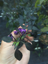 Load image into Gallery viewer, Dark Thai Short (Pepper Seeds)
