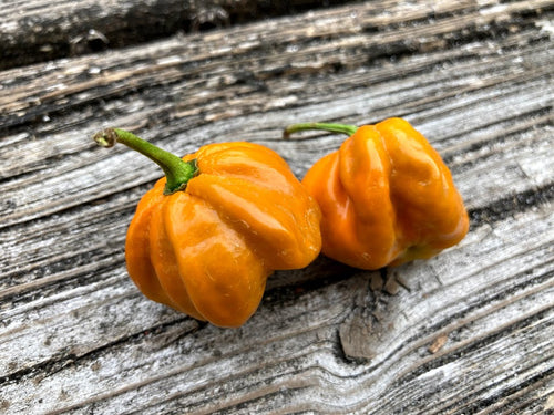 Scotch Bonnet EOB Mustard (Pepper Seeds)
