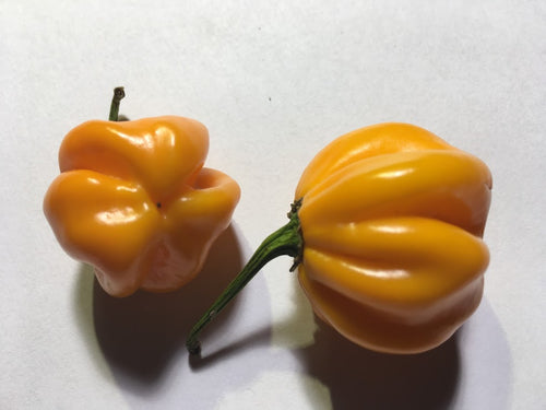 Scotch Bonnet EOB Yellow (Pepper Seeds)