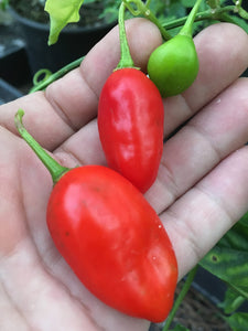 El Oro De Ecuador Red (Pepper Seeds)