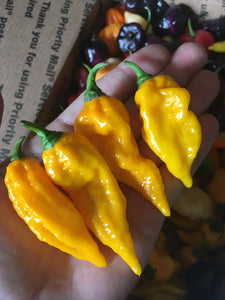 Fatalii Yellow (Pepper Seeds)