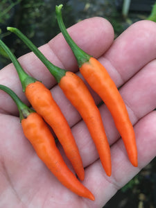 FiFi Tabasco Orange (Pepper Seeds)
