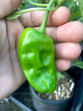 Load image into Gallery viewer, Frigitello (Pepper Seeds)